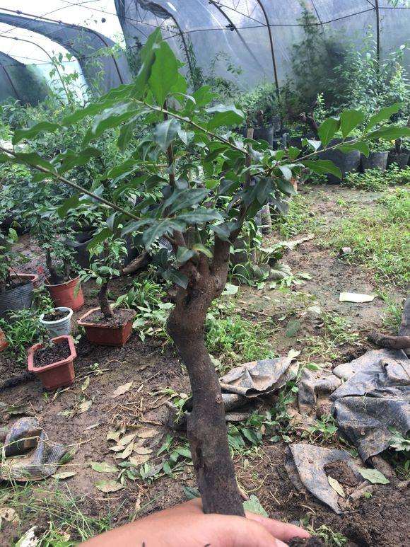 分享一个金弹子下山桩土壤配方