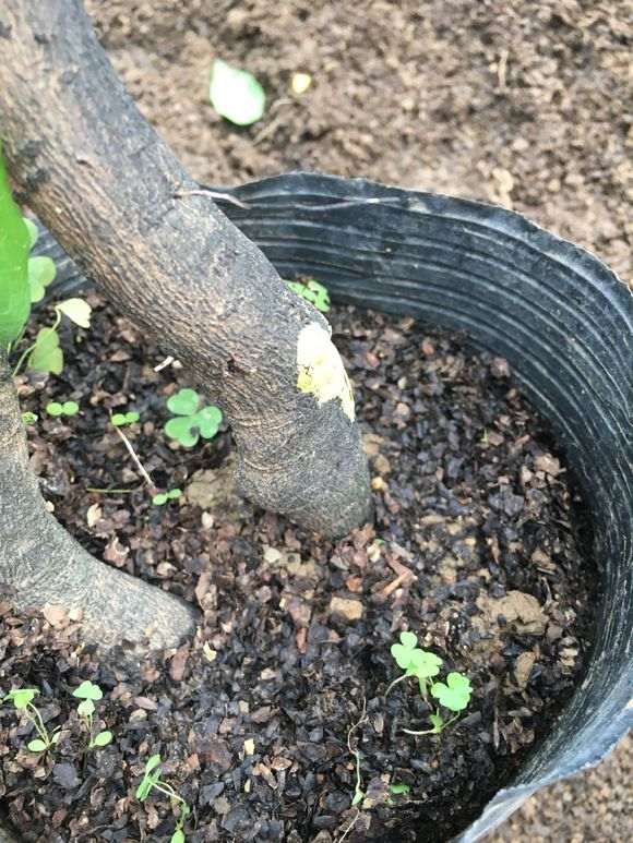 分享一个金弹子下山桩土壤配方