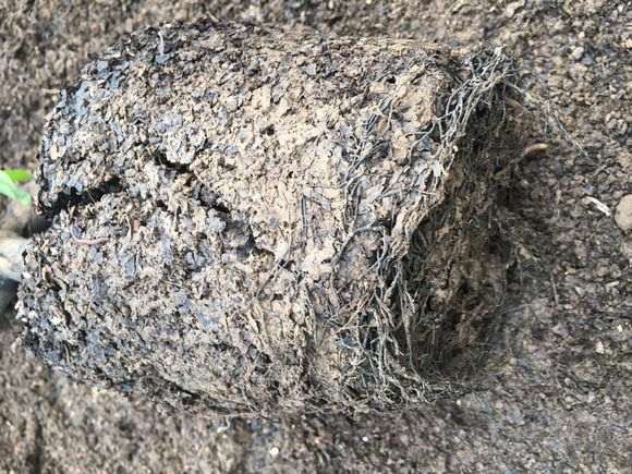 分享一个金弹子下山桩土壤配方