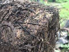 金弹子下山桩土壤怎么配方 比沙子好用的方法