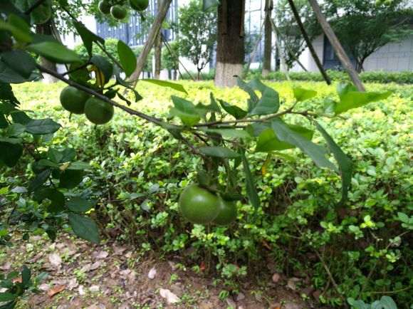 金弹子下山桩的根发芽有多强 怎么发芽 图片