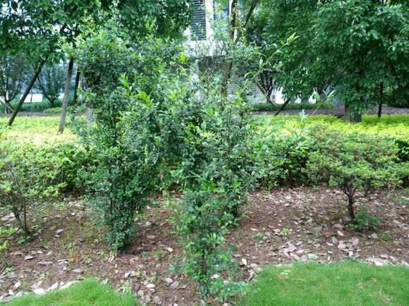 金弹子下山桩的根发芽有多强 怎么发芽 图片