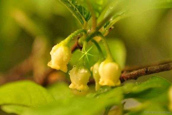 金弹子下山桩生长有3个旺盛期