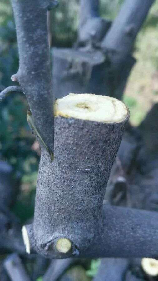 讲解下金弹子下山桩的嫁接方法