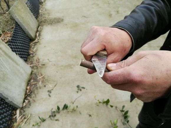 用锉刀进行金弹子下山桩的嫁接
