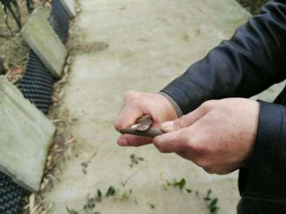 用锉刀进行金弹子下山桩的嫁接