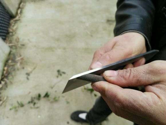 用锉刀进行金弹子下山桩的嫁接