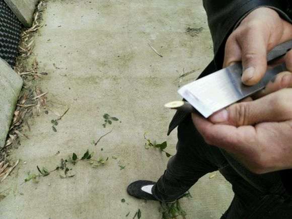 用锉刀进行金弹子下山桩的嫁接