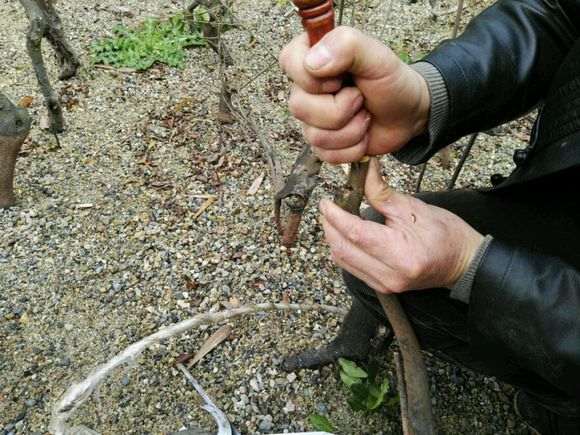 用锉刀进行金弹子下山桩的嫁接