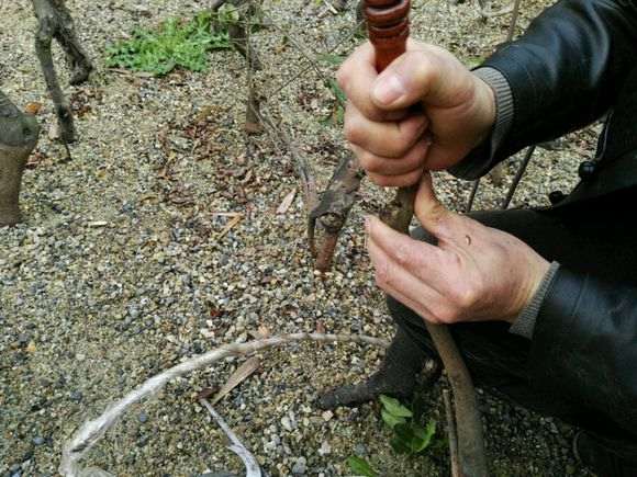 用锉刀进行金弹子下山桩的嫁接
