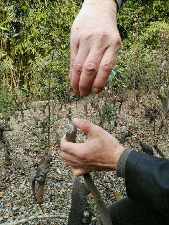 金弹子下山桩怎么开工嫁接方法