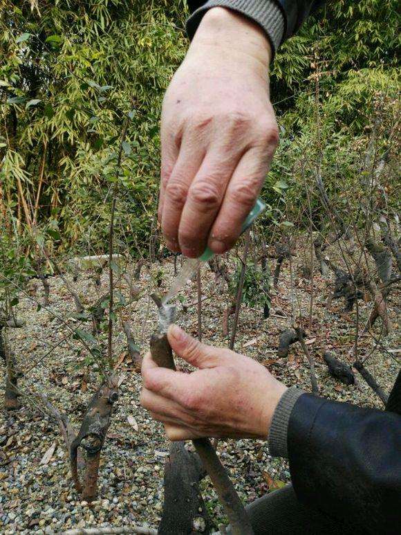 金弹子下山桩怎么开工嫁接方法