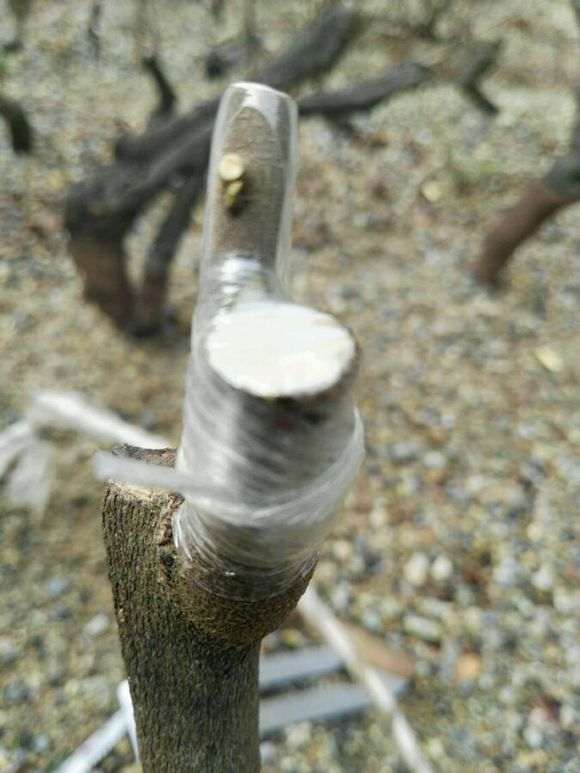 图解 金弹子下山桩怎么开工嫁接方法