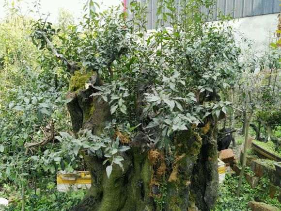 金弹子下山桩怎么黄杨 嫁接易活 发芽快