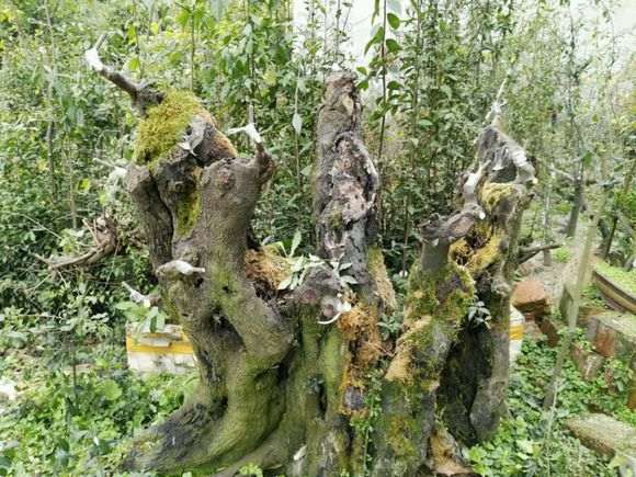 金弹子下山桩怎么黄杨 嫁接易活 发芽快