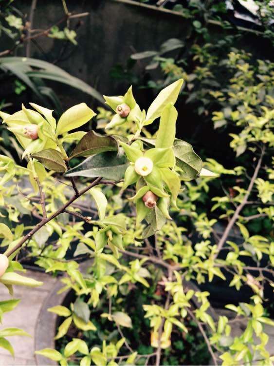 金弹子下山桩有什么药用价值吗