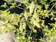 金弹子下山桩有什么药用价值吗？