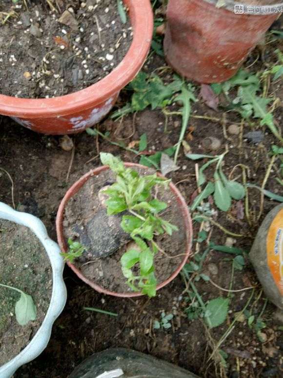 金弹子下山桩发芽了该怎么管理