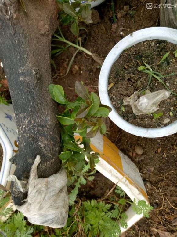 金弹子下山桩发芽了该怎么管理