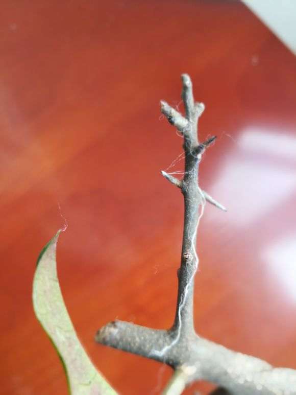 这红果金弹子枝条怎么嫁接