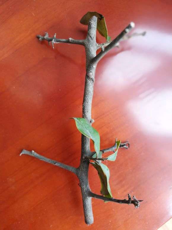 这红果金弹子枝条怎么嫁接