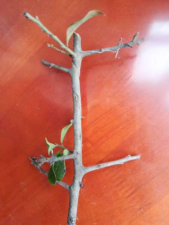 这红果金弹子枝条怎么嫁接