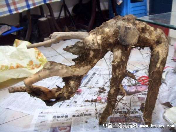 为什么金弹子下山桩那么贵的啊