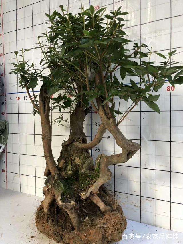 是不是冬季金弹子下山桩价格在下跌