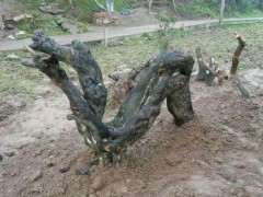 是不是冬季金弹子下山桩价格在下跌