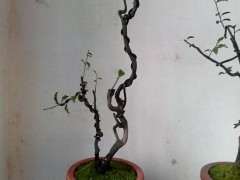 冬季可能金弹子下山桩的淡季 市场会很差