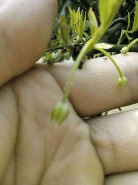 金弹子下山桩公母同株