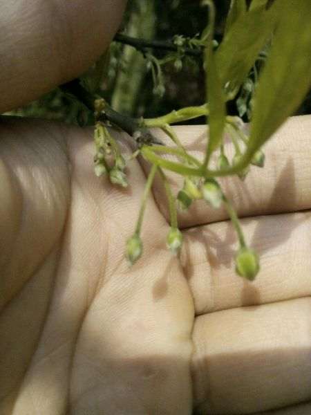 金弹子下山桩公母同株