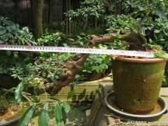 金弹子下山桩一定是常绿的吗 有落叶的吗？