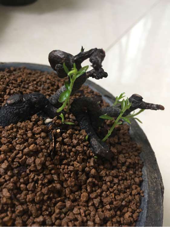 买的阴芽和金弹子下山桩都发芽了