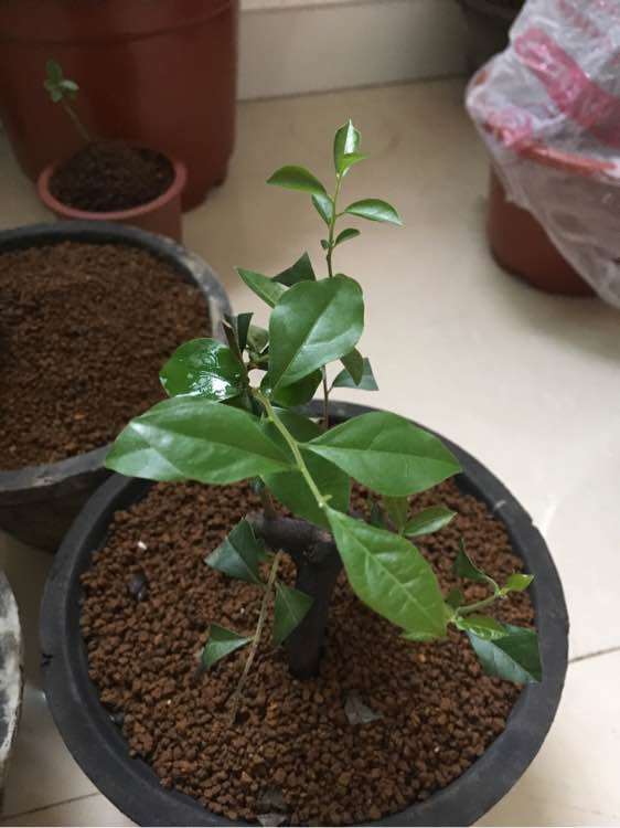 买的阴芽和金弹子下山桩都发芽了