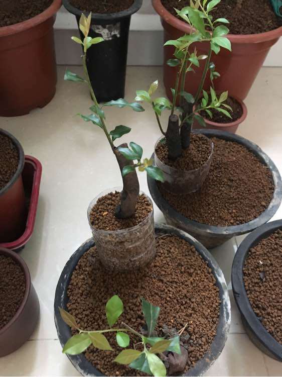 买的阴芽和金弹子下山桩都发芽了