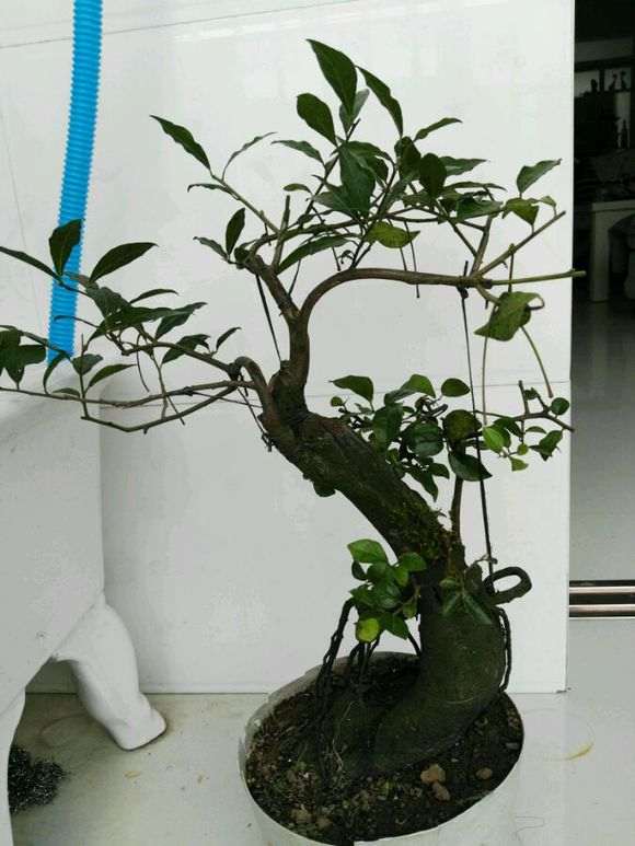 金弹子下山桩换了换土