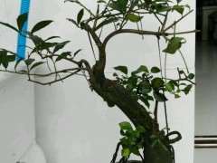 金弹子下山桩怎么洗根换土后 才可以发芽