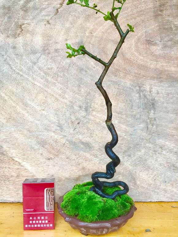 自己培育出来的金弹子下山桩 大家怎么看