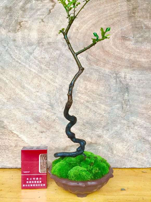 自己培育出来的金弹子下山桩 大家怎么看