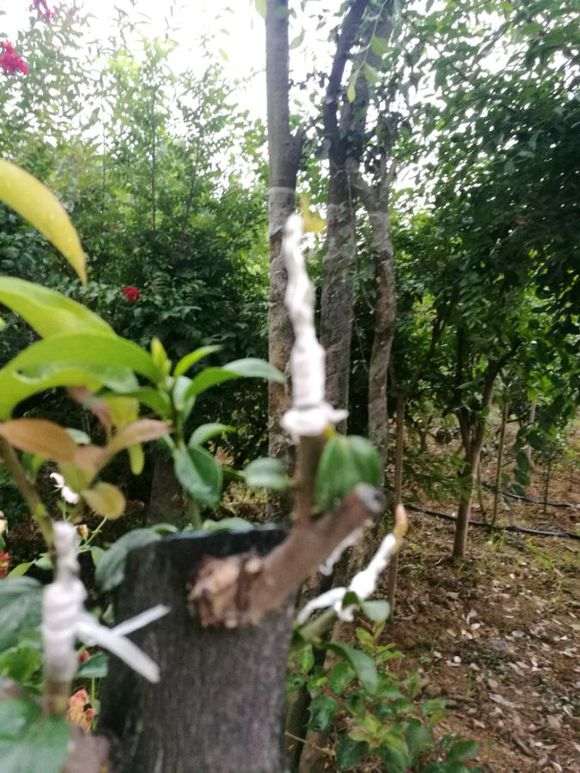 嫩枝嫁接的金弹子下山桩怎么发芽成活