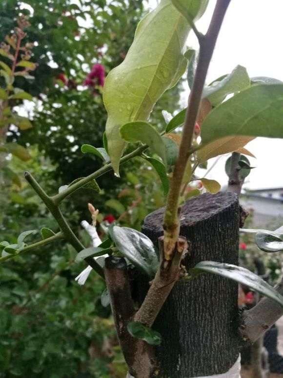 嫩枝嫁接的金弹子下山桩怎么发芽成活