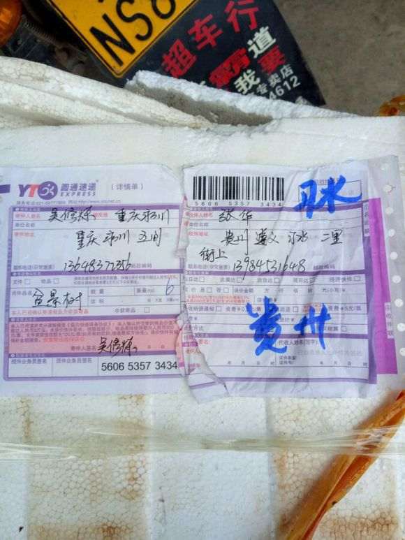 金弹子下山桩耽误了7天 还可以成活么