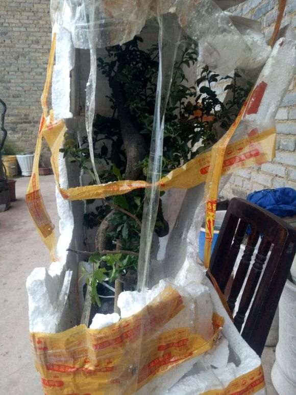 金弹子下山桩耽误了7天 还可以成活么