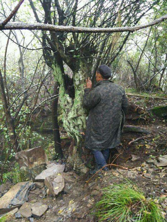 大型金弹子下山桩