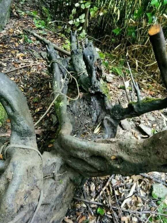 大型金弹子下山桩 今天终于弄出山了 大家看下