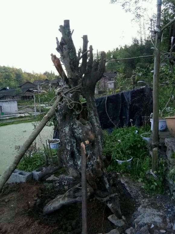 大型金弹子下山桩 今天终于弄出山了 大家看下