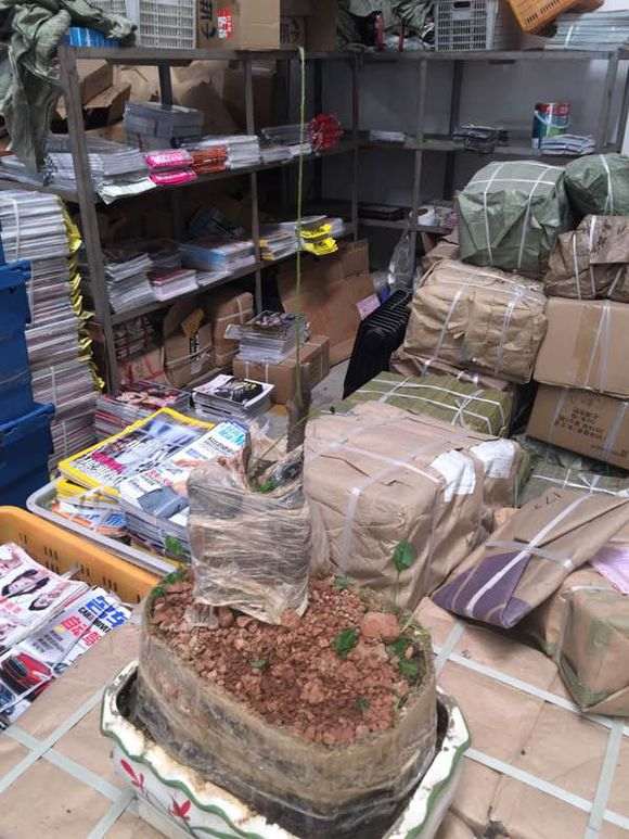 金弹子下山桩回芽了