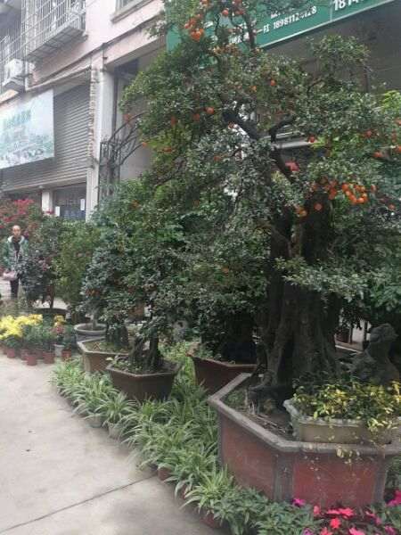 绵阳鼓楼市场内的金弹子盆景