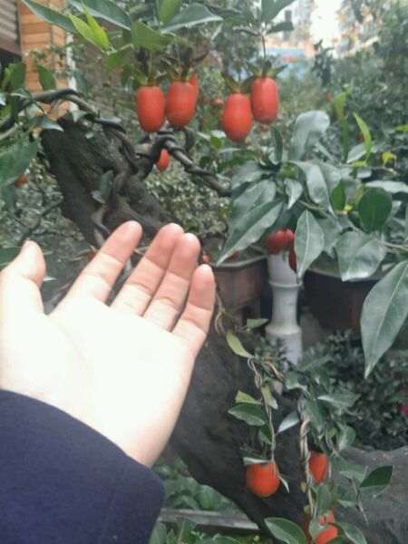 绵阳鼓楼市场内的金弹子盆景